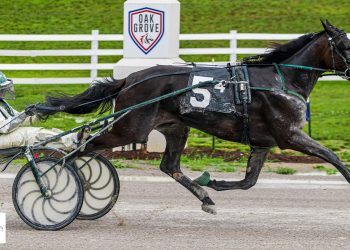 It’s A Herbie romps in Open Trot