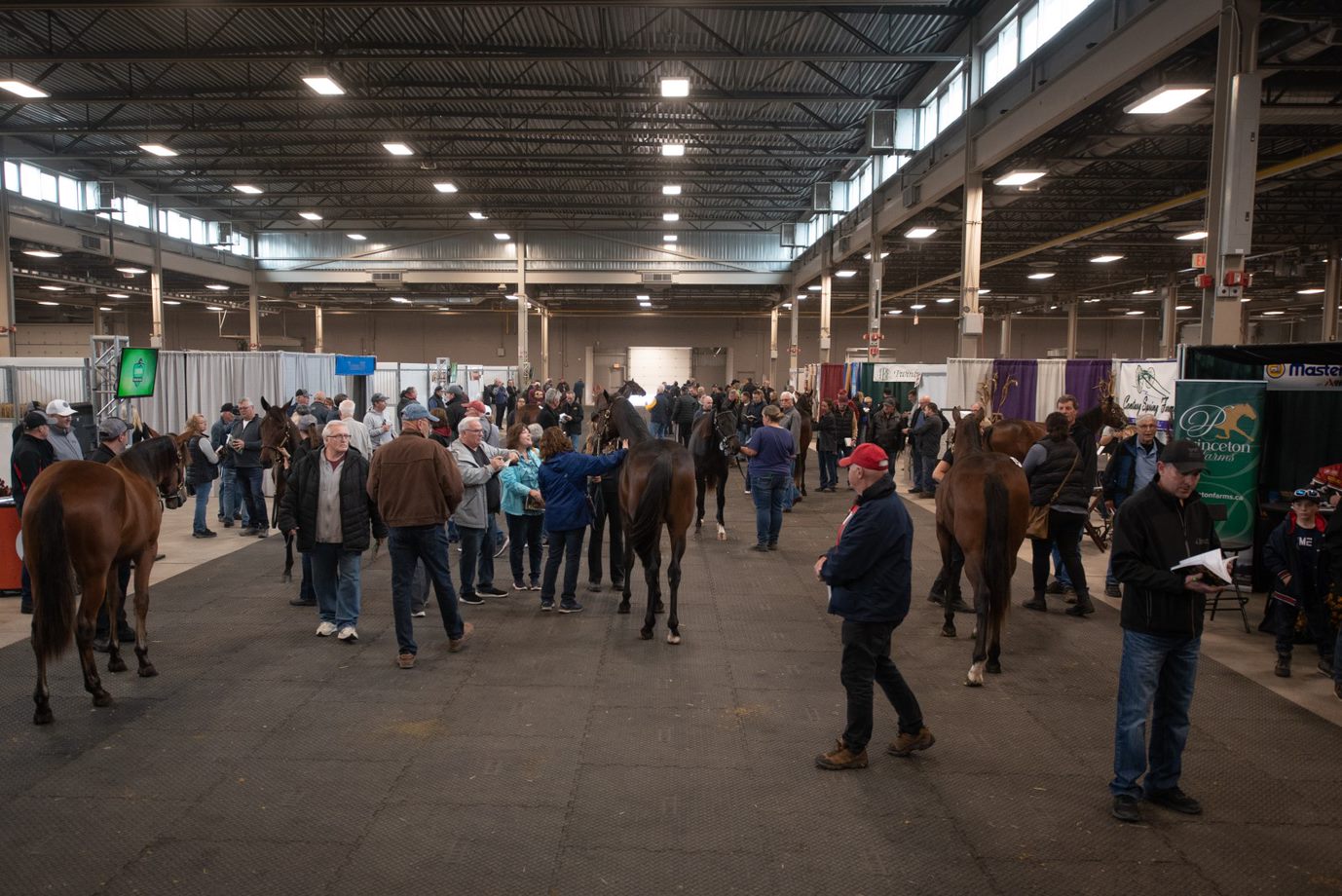 Big spike in entries for Classic Yearling Sale