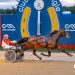 Aussie star Aldebaran Zeus joins International Trot lineup