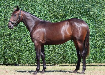 Rocknroll Hammer nabs Derby ahead of Group One tilt