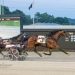Wrenn sweeps co-features at MGM Northfield Park