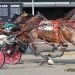 Fastest horse on PEI heads Summerside feature