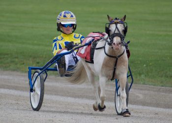 Mini-Horse racing coming to Truro Raceway