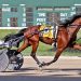 Doc’s Boo Boo scores again in Buckeye Stallion Series