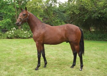 Go Colour My World runs rivals ragged in Paleface Adios