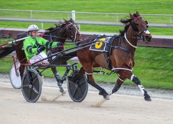 Success for ‘Amore’ on both sides of the Tasman