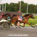 Hambo winner’s half-sister impresses in Pure Ivory