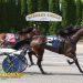 New York Sire Stakes sees fast trotters