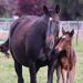New initiatives to encourage breeding in 2025 2 Horse breeding expo comes to Shepparton