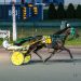 All-age trot record rewritten at Buffalo Raceway