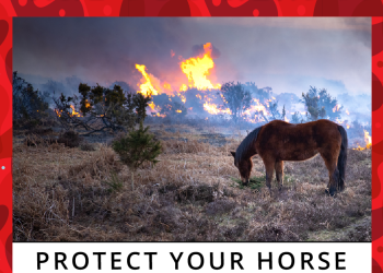 How to protect your horse’s lungs