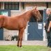 Machiavel Bourbon sets record at Auctav Yearling Sale