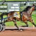 Allywag Hanover three-peats in $100,000 Always B Miki Invitational 1 Allywag Hanover three-peats in $100,000 Always B Miki Invitational