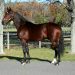 E L Titan sold to Haras des Trotteurs in Australia 2 E L Titan sold to Haras des Trotteurs in Australia