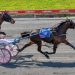 Albion Park quinella for new NSW trotting sire