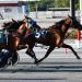 Manatlas wins $20,000 Harrington open trot 3 Manatlas wins $20,000 Harrington open trot