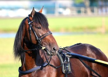 Ken Weingartner’s Hambletonian notebook