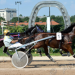 Kincsem Park record broken in classic trot