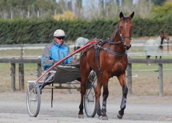 Vincent fillies win for Ross Houghton