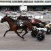 $114,000 NYSS Sunday at Tioga Downs