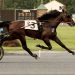Sears comes to town and wins both NYSS legs 2