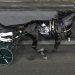 Burke, Gingras, and Celebrity Bambino favored in Hambletonian