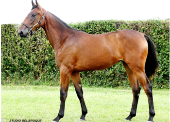 Arqana-Trot Select Yearlings Session 2 complete