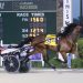 Ponda Title hangs tough in $129,500 Indiana Sire Stakes 1 Ponda Title set for $400,000 Jim Doherty Memorial