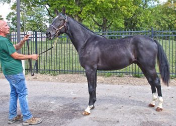 Ohio Selected Jug Yearling Sale ready to start