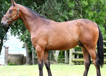 Arqana-Trot Yearling Sale complete, a record.