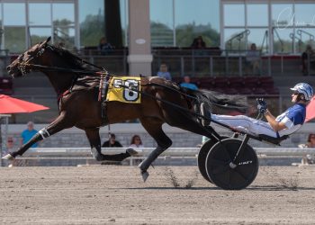 White Shoe Hanover one to watch in Bluegrass Stakes