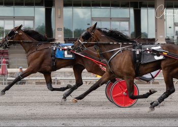 Sambuca Hanover one to watch in Meadows Stallion Series action