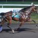 Eight to battle in $134,900 Dexter Cup 1 Eight to battle in $134,900 Dexter Cup
