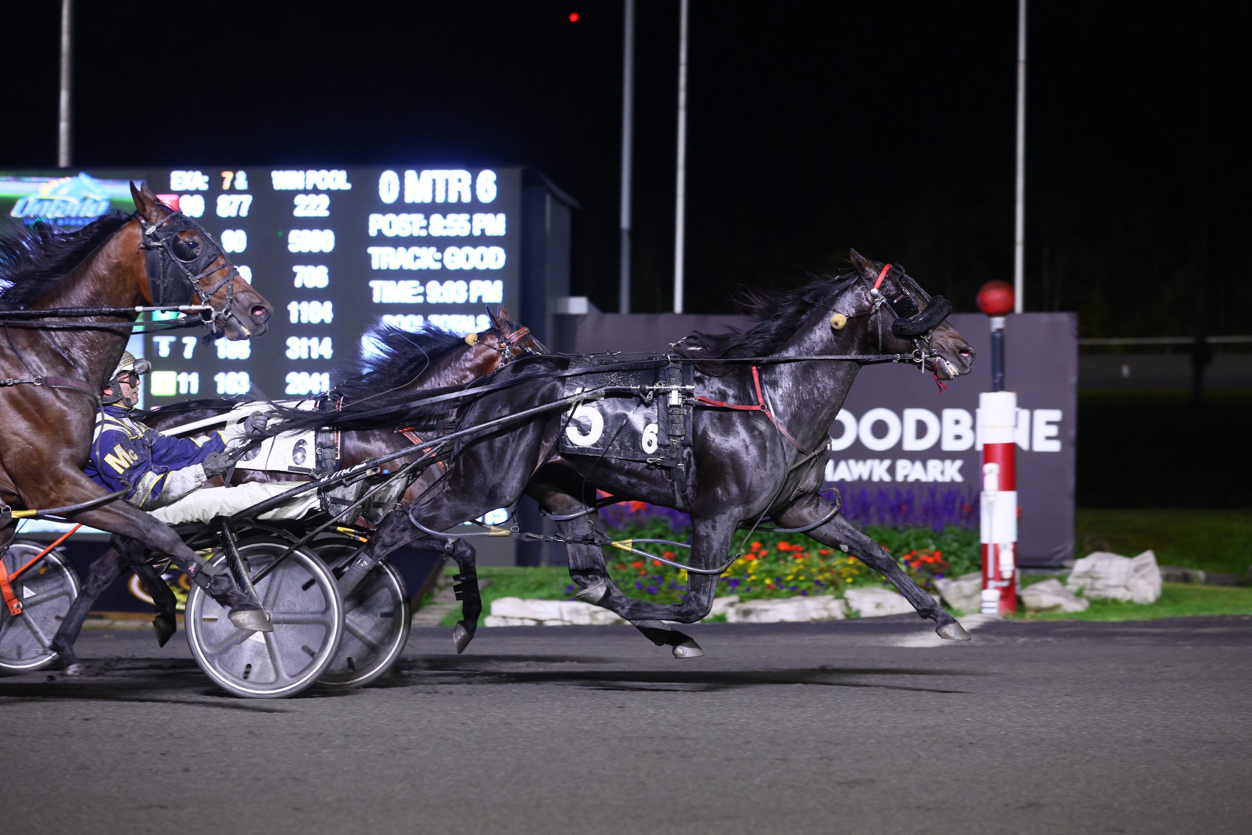 Better B Bold Soars To Statement $157,200 OSS Gold Win - Harnesslink