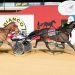 Tango Tara books a spot in SA Pacing Cup