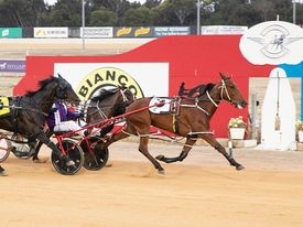SA Cup heats harness racing review