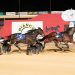 Wheres The Gold – in the 2023 SA Pacing Cup