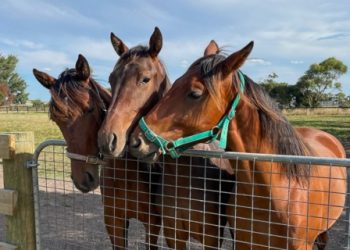 Persistence wins out for Martin and Haveyoumetted