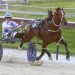 Rising stars shine in NZB’s 2YO Harness Million