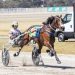 New Zealand filly wins Redwood Classic