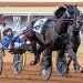 Pinske sends two into Breeders Crown eliminations