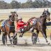 Not As Promised takes Victorian Trotters Derby