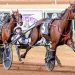 Nine Breeders Crown eliminations on Friday