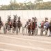 Trotting boom continues to gather momentum