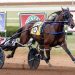 Spotlight on Twin B Joe Fresh in Breeders Crown 3 Spotlight on Twin B Joe Fresh in Breeders Crown