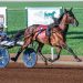 No excuse to be 'in the dark' with sub 1:50 Aldebaran trotting stallion 3 No excuse to be ‘in the dark’ with sub 1:50 Aldebaran trotting stallion