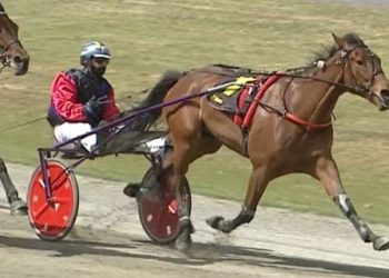 Harvey hoping to bring the Stawell Trotters Cup home