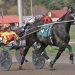 Broadway Giant one to watch at Cumberland
