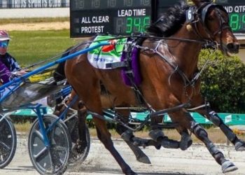 My Uncle Stan ready to be a part of Breeders Crown royalty