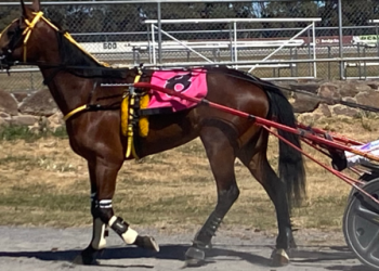 New Kid on the block ready for finals night